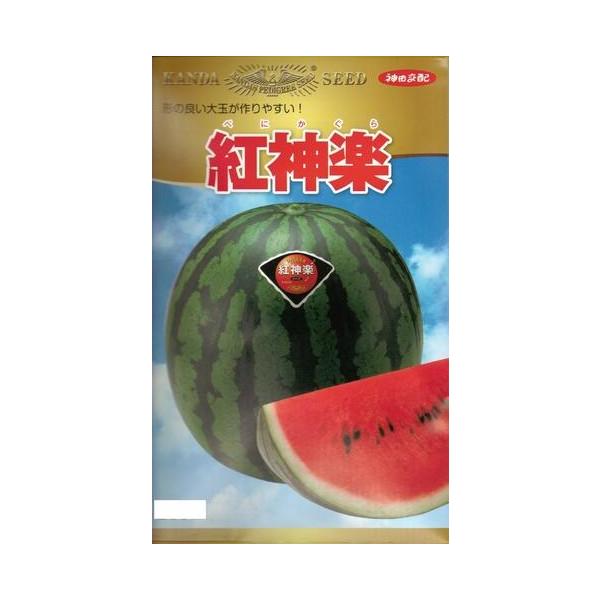 ●花落ちが比較的小さく、裂果しにくいのが特長●空洞化や変形果の発生が少なく、果実の揃いの優れた、秀品率と生産性の高い品種です●果皮の地色は濃く、太い縞が通ります●果重は平均で6〜8kg以上になります●果肉色は鮮やかな紅色で果形はよく整った正...