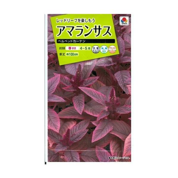 ●赤い色が特長のアマランサス。●地植えして大きく育てると、とても存在感があります。●花が咲いてから切花としても楽しめます。