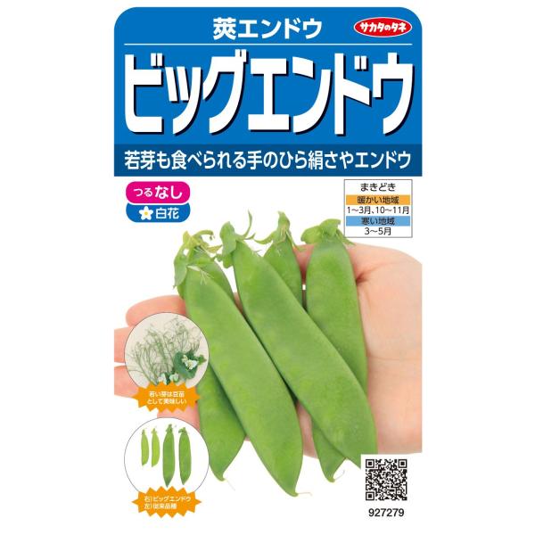 野菜種子 莢エンドウ「ビッグエンドウ」 20ml（サカタのタネ）【送料