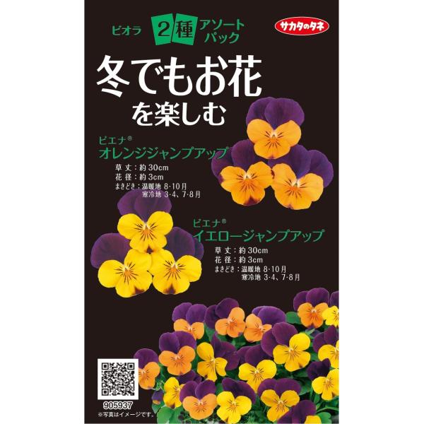 ●ピエナシリーズの変わり咲き2種の組み合わせになります。●鉢やプランターに寄せ植えや、パンジー等、他の植物も加えて花壇などでも楽しめます。●咲き終わった花がらを早めに取り除くことで、新しい花が多くなります。