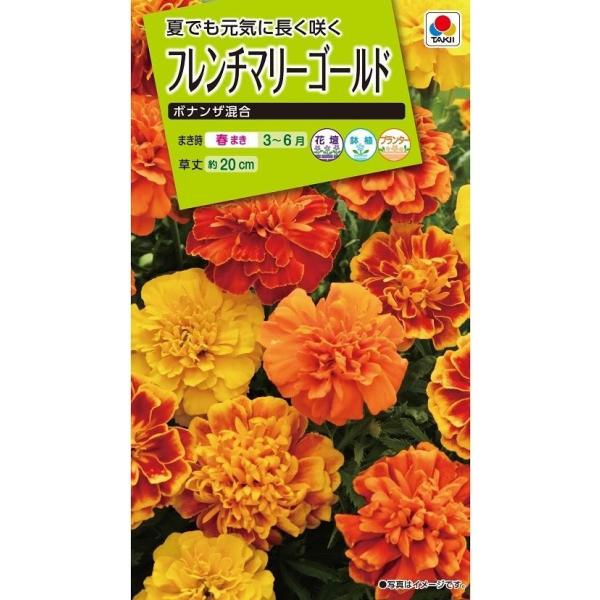 ●コンパクトな株に5〜6cmの大きな八重咲の花を咲かせるタイプです。●早くから花をつけ、大株になっても株姿が崩れにくく、花壇・プランター・鉢植えと幅広く楽しめます。