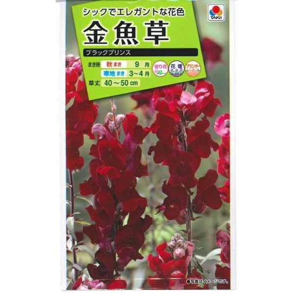 ●葉が濃い銅葉で、花はクリムゾン（濃い赤）。●とても珍しいタイプの金魚草です。●草丈40〜50cm程で、花壇だけではなく切花としても楽しめます。