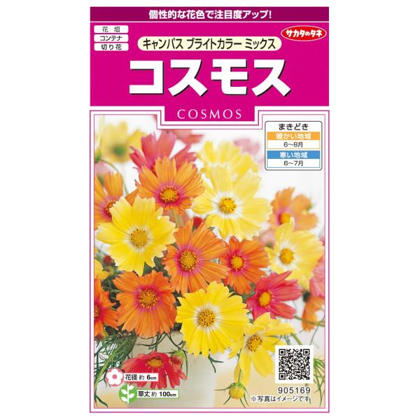 ●PVP農林水産省登録品種 品種名：イエローキャンパス／オレンジキャンパス●切り花向けに改良された秋咲きコスモスの代表的品種。●オレンジとイエローのさわやかな色彩の混合が目を引きつけます。●初夏まきで草丈約1ｍ、上部で分枝して花壇でも存在感...