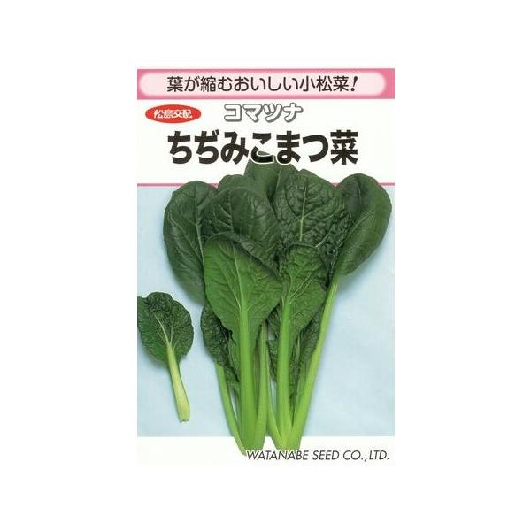 ●従来の小松菜より葉が縮んでいる「ちぢみこまつ菜」です。●食べた時の歯ざわり良く、食感が優れ、甘みがあり、おひたしや炒め物に適します。●葉身色・葉柄色がとても濃く、葉に光沢があり、袋詰めしたときの見栄えが良好です。●株張りが良く、収量性が高...