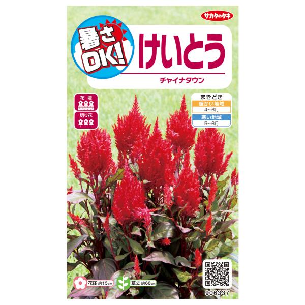 花種子 けいとう「チャイナタウン」 30粒（サカタのタネ）【送料込み】 セロシア 鶏頭 ウモウケイトウ 鶏冠花 ケイカンカ 鶏冠子 プルームドコックスコム