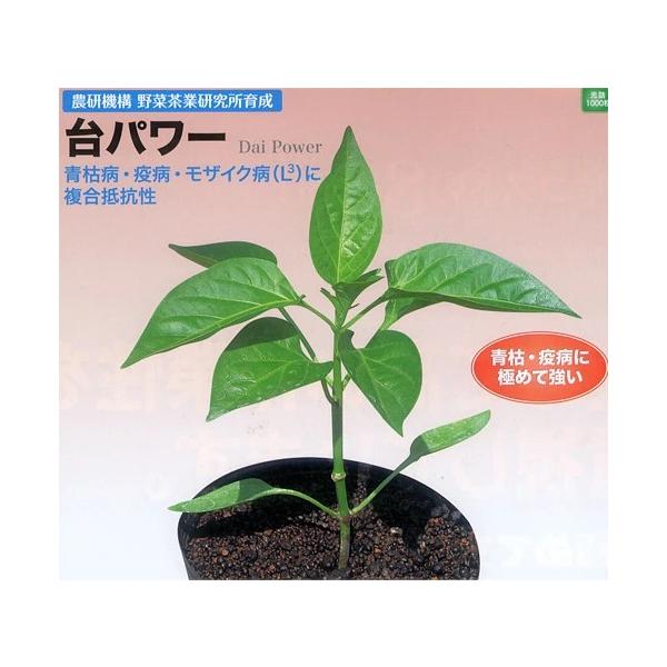 ●農研機構 野菜茶業研究所で育成・発表された疫病・青枯病およびモザイク病に複合抵抗性の台木用ピーマン。●疫病・青枯病に対して強度の抵抗性。●PMMoV（P1.2）に対して抵抗性を発揮するL3遺伝子を保有。●PMMoVおよびToMVの発生して...