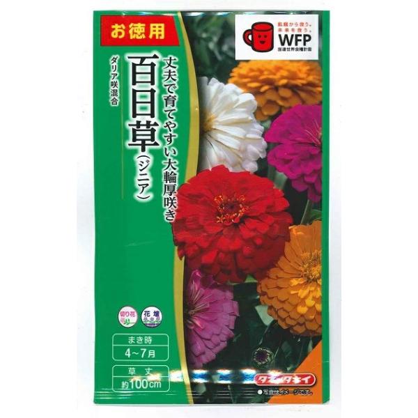 【お徳用】花種子 百日草「ダリア咲混合」 20ml（タキイ種苗）【送料込み】 ひゃくにちそう ヒャクニチソウ ジニア 浦島草 ウラシマソウ 長久草 FZN140