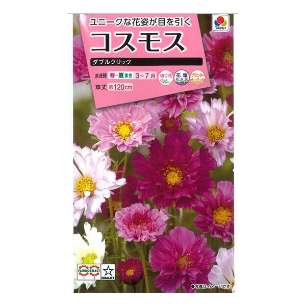 ●赤、ピンク、白の半八重〜八重の花が多く咲く混合品種です。●丈夫で作りやすく草丈120cm程になります。●花びらが重なるユニークな花で人目を引きます。※一重の花が咲く場合もあります
