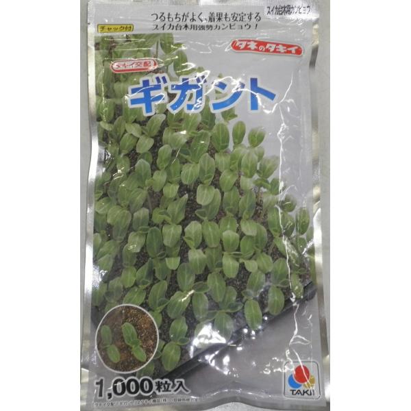 ●つるもちがよく果実品質安定！太い根が土中深くさし込むため栽培後半の草勢維持にすぐれ、果実の肥大がよく果形が安定しやすくなります。草勢低下による糖度不足やうるみ果が発生しにくく、後半まで健全な葉を維持しやすいため日焼け果も発生を軽減できます...