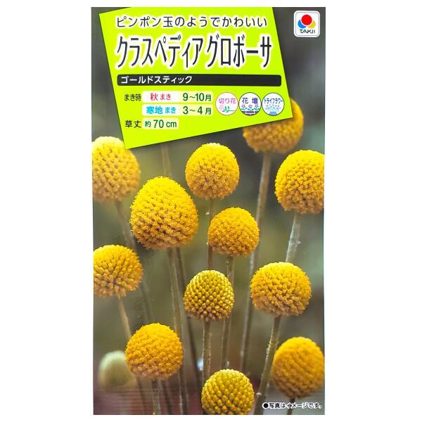 花種子 クラスペディアグロボーサ「ゴールドスティック」 0.1ml
