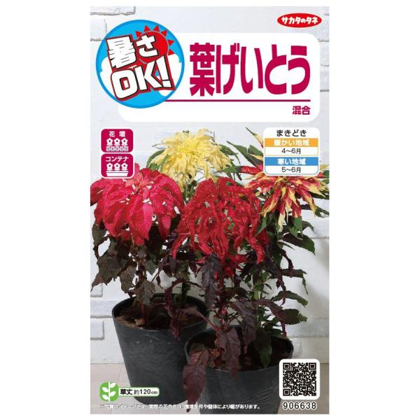 ●真夏の炎天下でも生育する丈夫な品種で、生育が進むにつれ鮮やかな色とりどりの葉が伸び出て広がります。●花壇植えでは存在感のあるアクセントになり、比較的小さな鉢でも栽培を楽しむことができます。＜タネまき＞●発芽適温は20〜25℃前後が必要です...