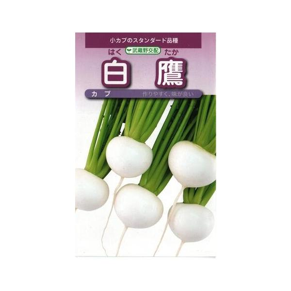 野菜種子 カブ「白鷹」 20ml（武蔵野種苗園）【送料込み】 はくたか ハクタカ 蕪 小かぶ