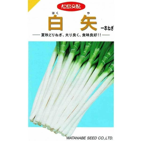 ねぎはや 野菜種子 一本ネギ「白矢」 2dl（渡辺採種場）【送料込み】 はくや