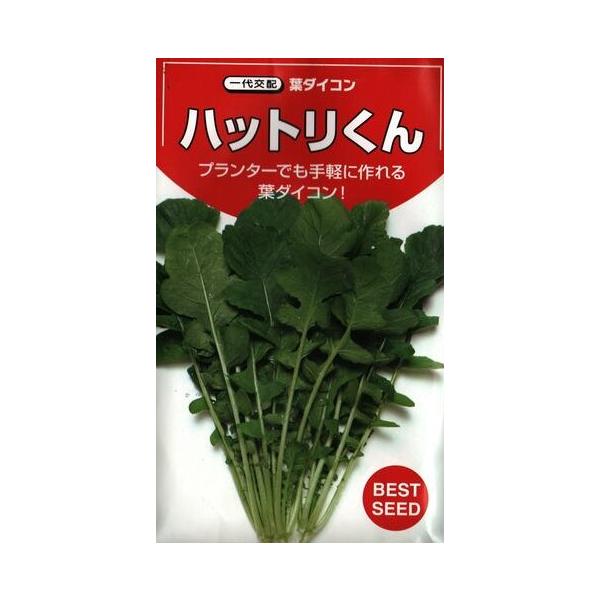 ●生育旺盛で作りやすく、秋〜春どりに適する。●周年栽培も可能。●鮮緑色の葉と青軸で草姿良好。●株張りよく、結束がしやすい。●葉質はやわらかで歯切れがよく、苦みが少ない。●浅漬、あえ物、炒め物、煮物、汁物、鍋物、湯通しサラダなど、用途が広い。...