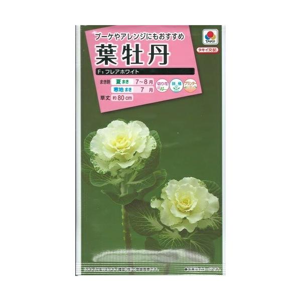 ●ウエーブがかった葉形が特長の高性葉牡丹です。●着色部はクリアな純白です。●ブーケやアレンジなどの花材としておすすめです。●お正月だけでなく、クリスマス用など冬の花材としても楽しめます。