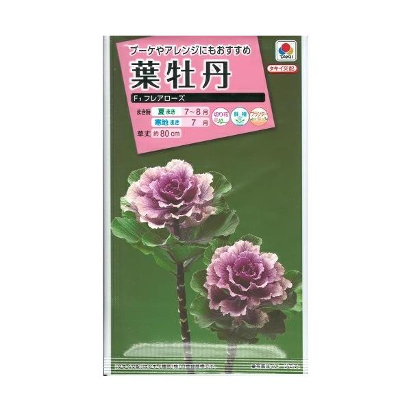 ●ウエーブがかった葉形が特長の高性葉牡丹です。●着色部は桃色で、中心部が濃く色づきます。●ブーケやアレンジなどの花材としておすすめです。●お正月だけでなく、クリスマス用など冬の花材としても楽しめます。