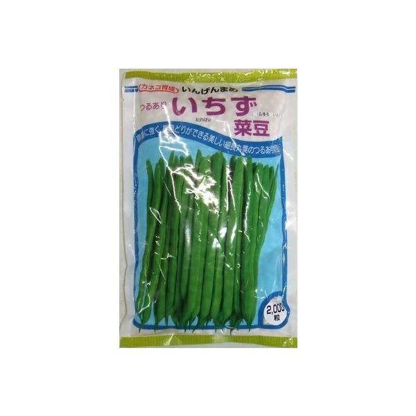 ●白種子白花で、節間が短く、病害に強いつるありインゲンです。●収穫はじめはケンタッキーワンダーより4〜5日早い中早生種です。●長期間、最後まで上物が安定して得られる多収品種です。●18〜20cm位の、鮮緑色の若干ふくらみをもった美しい丸長莢...