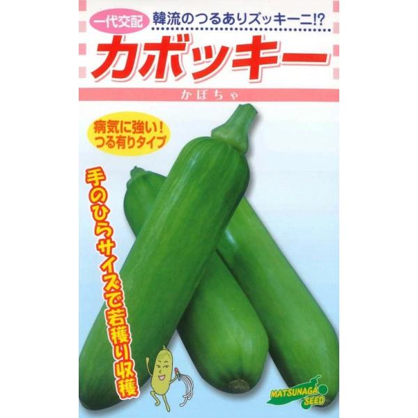 野菜種子 ズッキーニ型カボチャ「カボッキー」 100粒（松永種苗