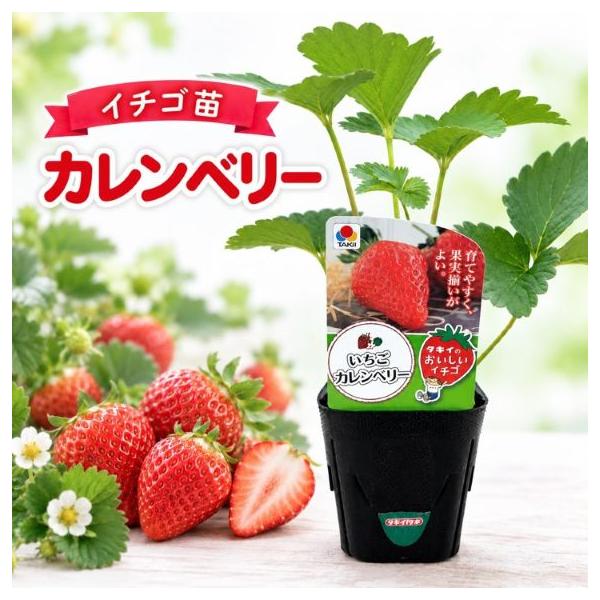 野菜苗 イチゴ苗「カレンベリー」 3寸ポット×12本（タキイ種苗）【送料込み】 かれんべりー ストロベリー 苺 いちご 苗 野菜 果物 フルーツ 家庭菜園 園芸 農業