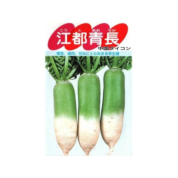 ●中国江蘇省でつくられているダイコンです。●根は円筒形で2／3が地上に出て、その部分が中まで緑色で、美しいダイコンおろし、漬物になります。●デンプンが多く、肉質はち密で貯蔵ができます。●緻密な肉質と抜群の甘さでおいしさが際立ちます。●色鮮や...