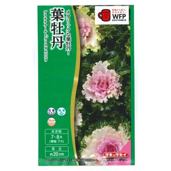 花種子 葉牡丹「プラチナケール クリスタルバニラ」 20粒（タキイ種苗