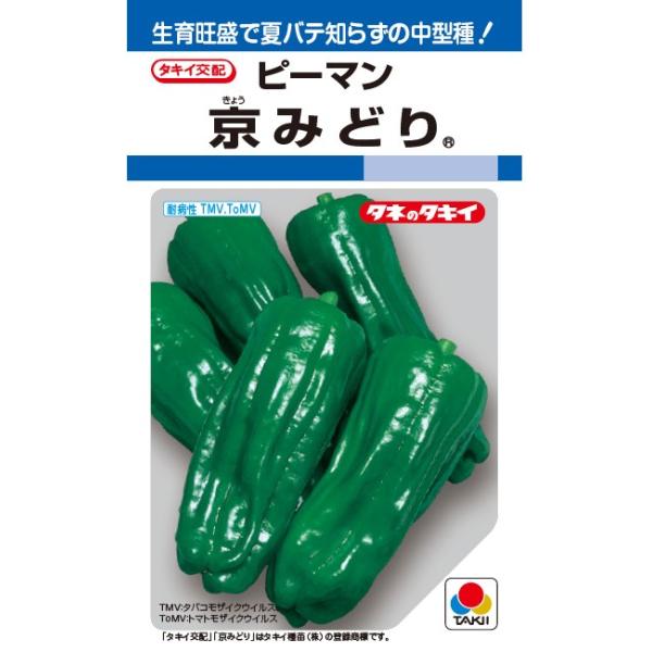 ●果重は30g程度で、袋詰め出荷に適する中型ピーマン。●色つや良好で盛夏でも色あせしにくく、低温期にも黒アザ果がほとんど出ない。●果肉はやや薄めで、やわらかく、高温期でもかたくなりにくい。●草勢旺盛で作りやすく、成り休みしにくい。●分枝力旺...