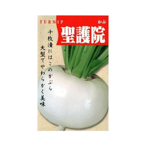 ●京野菜の一種で京都の伝統野菜。●成長すると2.5kgにもなる日本でも大きいカブの部類です。●千枚漬けの材料とされることが最も多いかぶで、煮物や汁物、酢の物などに用いられる。●害虫や連作にはあまり強くないので、注意する。