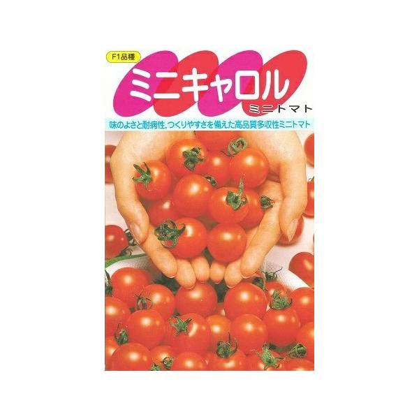 高糖度で育てやすいミニトマト「ミニキャロル」500粒