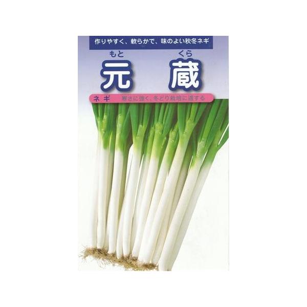 野菜種子 一本ネギ「元蔵」 6ml（約1,200粒）（武蔵野種苗園）【送料