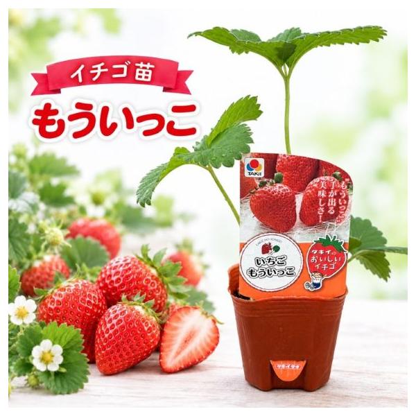 野菜苗 イチゴ苗「もういっこ」 3寸ポット×3本（タキイ種苗）【送料込み】 苺苗 いちごなえ ストロベリー 野菜 果物 フルーツ 苗 親株 家庭菜園 園芸 農業