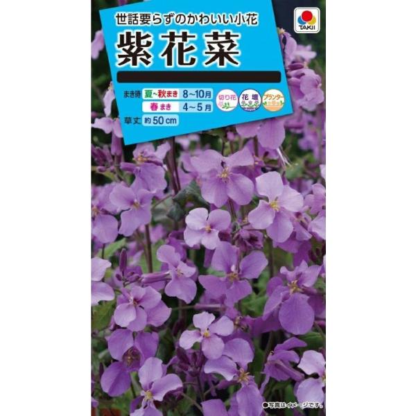 ●寒さに強くて作りやすく、毎年自然に開花することが多い花。●早春から淡紫色の4弁花を多数つけ、草丈約50cmとなり、集団で咲かせると見事です。