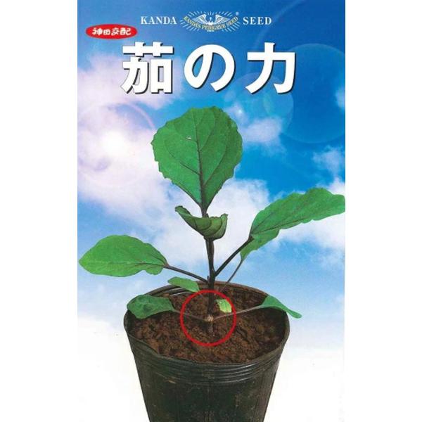 ●神田交配「茄の力」は、半枯病、半身萎凋病に強く、また青枯病に対しても一定の抵抗性を持ったF1茄台木品種として九州をはじめ全国的に茄子の大産地で年々ご好評を頂いております。●育苗初期から旺盛な生育（赤茄の約2倍の早さ）を示します。●根の構造...