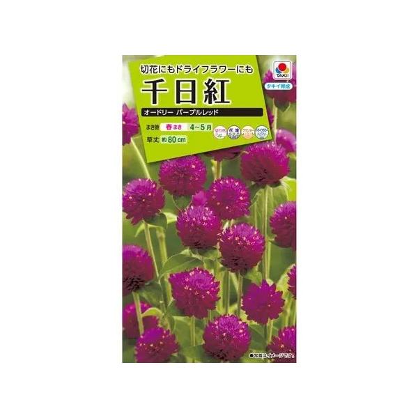 ●茎がかたい高性の枝が直立するタイプで、ほとんどの枝に花をつけます。●まとまりがよく、切り花として人気のグロボーサ種です。●暑さに強く、紫赤色で、約2cmの小さな花を多数つけます。●ドライフラワーにして色々な装飾に使うこともできます。