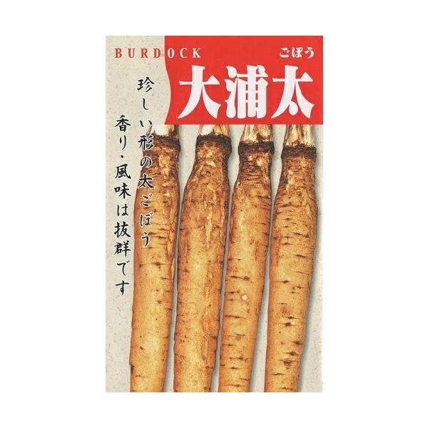 ●珍しい形のごぼうで、中央部が太く径10cm位にもなります。●根は60cm内外の短根種、空洞も大きいですが、柔らかく香気・風味・食味は抜群、特に煮食用に最適です。