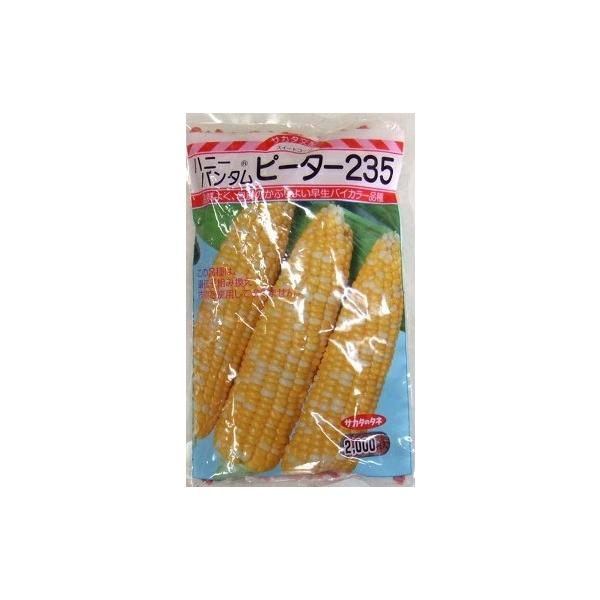 ●熟期は81日程度の早生品種。（一般・平坦地・露地マルチ栽培）●雌穂は400〜450gと大型でよくそろう。●先端不稔は非常に少なく、どの作型でも安定している。●ハウスから露地マルチ栽培に適するが、とくにトンネル栽培で能力を発揮する。