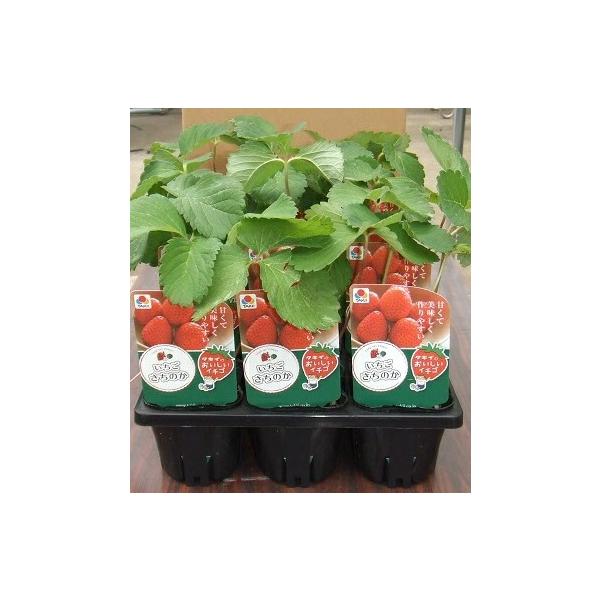 野菜苗 イチゴ苗「さちのか」 3寸ポット×12本セット（タキイ種苗