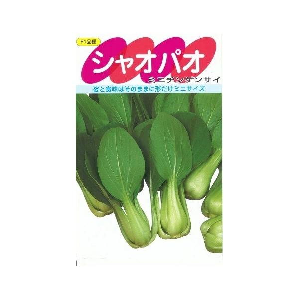 野菜種子 ミニチンゲンサイ「シャオパオ」 3ml（サカタのタネ）【送料込み】 青梗菜 チンゲン菜 ちんげん菜 ちんげんさい 中国野菜 和食 洋食 中華