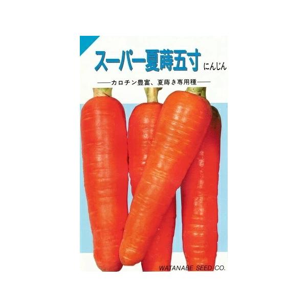 ●初夏〜夏まき秋どり栽培用の品種です。●耐暑性があり、根断面色も濃朱色で品質が良いです。●適期まきで、播種後110〜120日で収穫に達します。