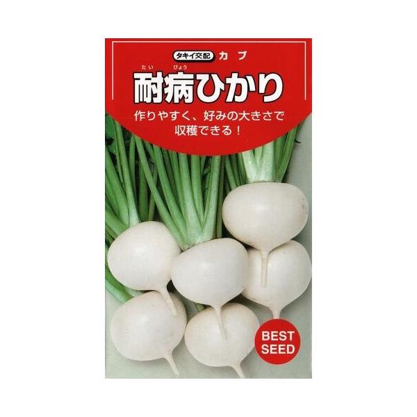 ●小中〜中大カブまで市場の要求に合わせて収穫できる。●形状は早くから整い、厚みのある扁平で揃いがよい。●肌はつやがありス入りや根割れの心配は少ない。