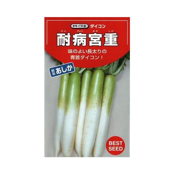 ●根部は尻の肉付きのよい長太り型でよく揃う。●青首の色は鮮明で肌が美しい。●肉質は緻密で味がよく、煮食から漬物にまで好適する。●適期栽培で根長43cm、根径6cm程度になる。＜栽培の要点＞●極端な早まきは病気や曲がりの原因となるので適期播種...