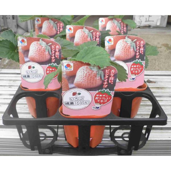 ●1果12〜20g。●いちごミルクのような、甘く濃厚な香りが印象的。●淡桃色の光沢のある果実で、従来のいちごとは違う風味が楽しめる。●寒さに強く豊産性。●収穫期：5月より