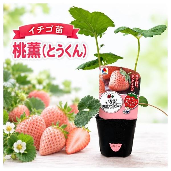 野菜苗 イチゴ苗「桃薫」 3寸ポット×3本（タキイ種苗）【送料込み】 とうくん 苺 いちご 野菜 果物 フルーツ 苗 家庭菜園 農業 希少 稀少 農林水産省登録品種
