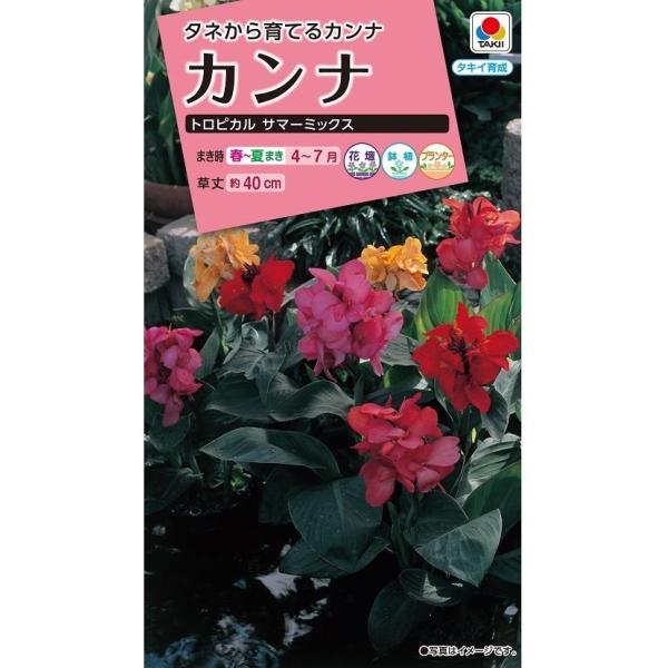 ●タネまき後最短75日で草丈40cmくらいから開花する。●暑さに強く、初夏から秋にかけての庭の鮮やかなアクセントに。●花色はローズ、イエロー、スカーレットの夏らしい色の組み合わせ。●酷暑に耐え、長期間咲き続けるので、夏花壇には最適。