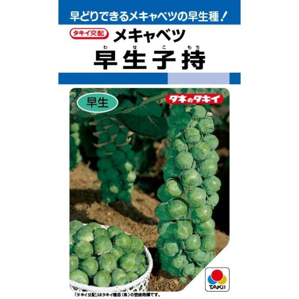 ●直売所や家庭菜園で人気のメキャベツの代表品種。●耐暑性が強く、強勢で作りやすい早生種。●直径2.5cmが収穫に適する大きさで、1株から90球程度とれる。