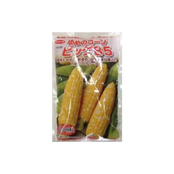 ●熟期は85日タイプの中早生バイカラー品種で、トンネル栽培からマルチ栽培まで適応性が広い。 ●どの作型でも、比較的草丈が低く、がっしりと安定した草姿となるので栽培しやすい。●包皮はかぶりがよく、見栄えが非常によい。●穂は大型で先端不稔も少な...