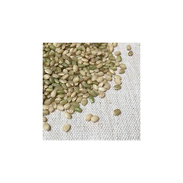 緑米 500g 2025年産 令和7年産 愛媛県産