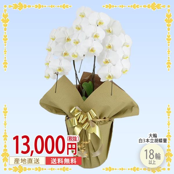 胡蝶蘭 白 大輪 ３本立ち １８輪以上 華やか 記念日ギフト 設立祝い 結婚記念 就任祝い 退職祝い 新築祝い 鉢植え 花 清純 愛情 Pm Ssp Ma Gov Br