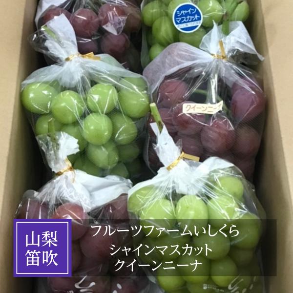 ぶどう 【フルーツファームいしくら】 葡萄 シャインマスカット クイーンニーナ ３〜４房ずつ 3.6kg 高糖度 山梨県 《8月17日頃〜8月下旬より出荷》