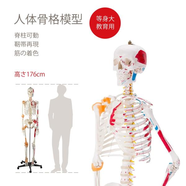 sy-jiao_yh-rtchmx-02