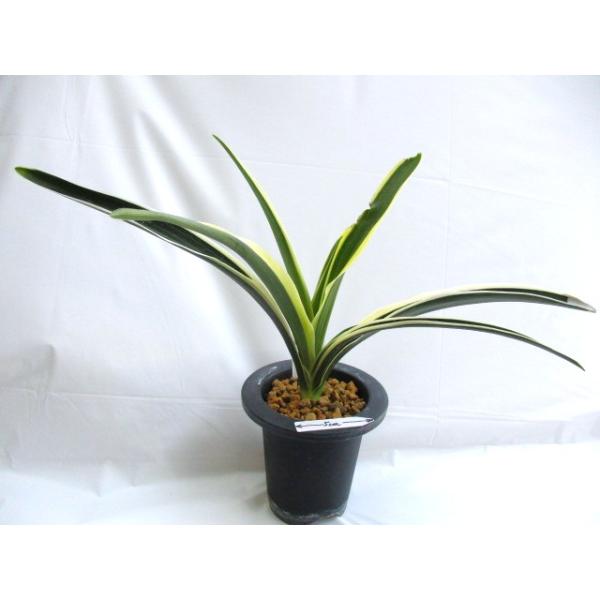 万年青　おもと　長生殿　覆輪斑　4号陶器鉢つき　極上❗　① NO.470阿波日月 : 万年青・庄おもと園 - 通販 - Yahoo!ショッピング